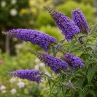 Buddleia 'Nanho Blue' – Buddleja davidii (Dwarf Blue Butterfly Bush, Live Plants) - Image 2