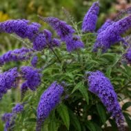Buddleia 'Nanho Blue' – Buddleja davidii (Dwarf Blue Butterfly Bush, Live Plants) - Image 4