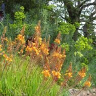 Bulbine Hallmark Orange - Image 5