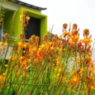 Bulbine Hallmark Orange - Image 4