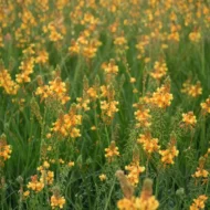 Bulbine Hallmark Orange - Image 3