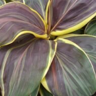 Chocolate Queen Cordyline - Image 3