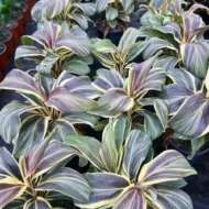 Chocolate Queen Cordyline - Image 2