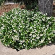 Confederate Jasmine - Live Plants - Image 4