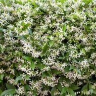 Confederate Jasmine - Live Plants - Image 3