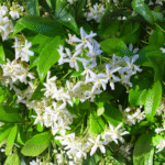 Confederate Jasmine - Live Plants