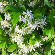 Confederate Jasmine - Live Plants - Image 2