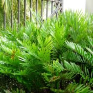 Coontie Palm - Live Plant - Image 3