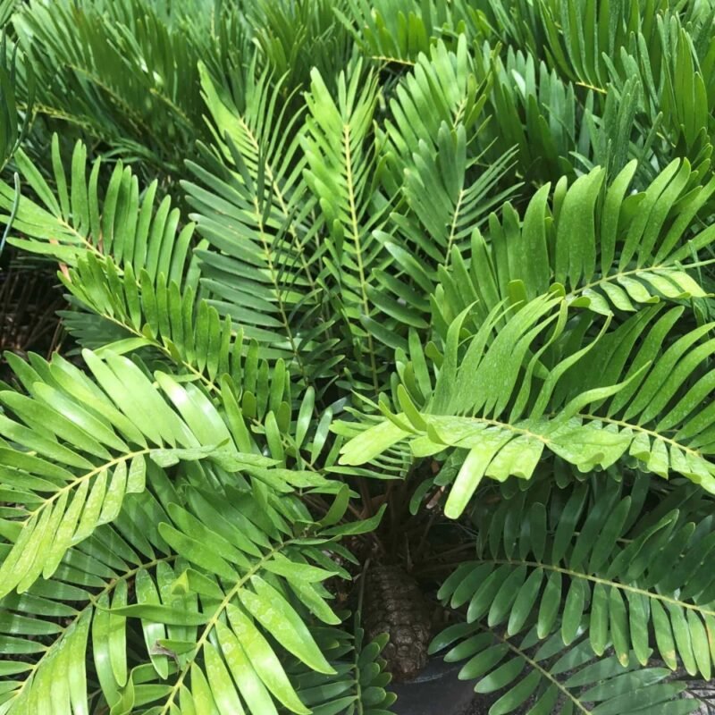 Coontie palm care guide showing a young coontie with stiff glossy fronds