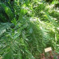 Coontie Palm - Live Plant - Image 5