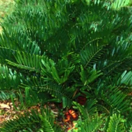 Coontie Palm - Live Plant - Image 2