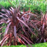 Cordyline Red Sensation - Image 3