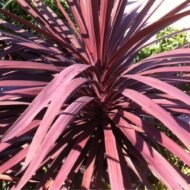 Cordyline Red Sensation - Image 5