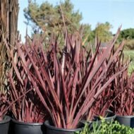 Cordyline Red Sensation