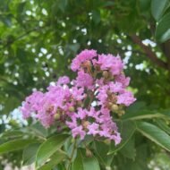 Crape Myrtle Muskogee - live starter plants less than 12 inches tall - Image 3