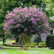 Crape Myrtle Muskogee - live starter plants less than 12 inches tall - Image 5