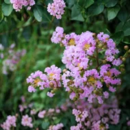 Crape Myrtle Muskogee - live starter plants less than 12 inches tall - Image 2