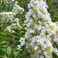 Crape Myrtle Natchez - Image 4