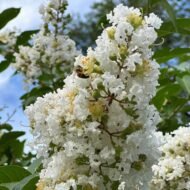 Crape Myrtle Natchez - Image 5