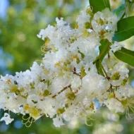 Crape Myrtle Natchez - Image 2