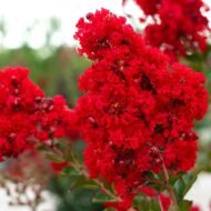 Crape Myrtle Red Rocket - live starter plants less than 12 inches tall - Image 4