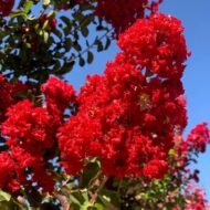 Crape Myrtle Red Rocket - live starter plants less than 12 inches tall - Image 3