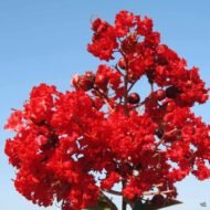 Crape Myrtle Red Rocket - live starter plants less than 12 inches tall - Image 5