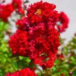 Crape Myrtle Red Rocket - live starter plants less than 12 inches tall