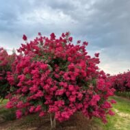 Crape Myrtle Tonto - live starter plants less than 12 inches tall - Image 4