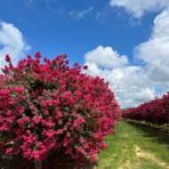 Crape Myrtle Tonto - live starter plants less than 12 inches tall - Image 5