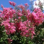 Crape Myrtle Tonto - live starter plants less than 12 inches tall