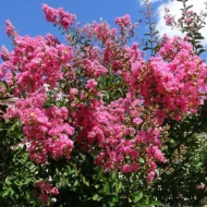 Crape Myrtle Tonto - live starter plants less than 12 inches tall - Image 2