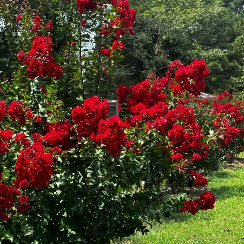 Tuscarora crape myrtle, a good choice for fall planting in Florida yards