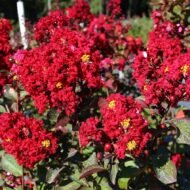 Crape Myrtle Tuscarora - Live Plants - Image 3