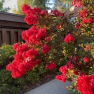 Crape Myrtle Tuscarora - Live Plants - Image 5