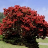 Crape Myrtle Tuscarora - Live Plants