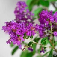 Crape Myrtle Twilight- Live Plants - Image 4