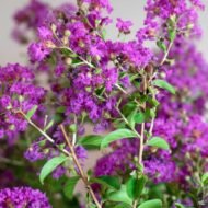 Crape Myrtle Twilight- Live Plants - Image 3