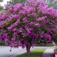 Crape Myrtle Twilight- Live Plants - Image 5