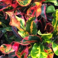 Croton Mammy - Image 4