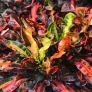 Croton Mammy - Image 3