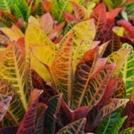 Croton Petra - Image 4