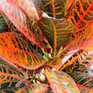 Croton Petra - Image 3