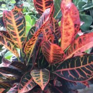 Croton Petra - Image 5