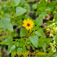 Dune Sunflower - Live Plants - Image 3