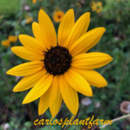 Dune Sunflower - Live Plants - Image 6