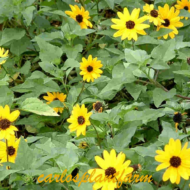 Dune Sunflower - Live Plants - Image 5