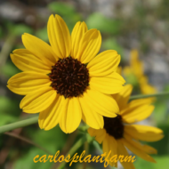 Dune Sunflower - Live Plants - Image 4