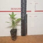 Dune Sunflower - Live Plants