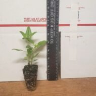 Dune Sunflower - Live Plants